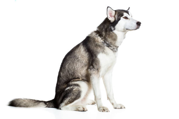 istock Alaskan Malamute sitting sideways, isolated on white 669160292