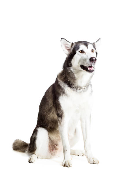 istock Alaskan Malamute sitting in front of the camera, isolated on white 669160316