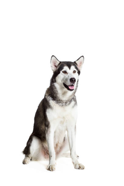 istock Alaskan Malamute sitting in front of the camera, isolated on white 669160330