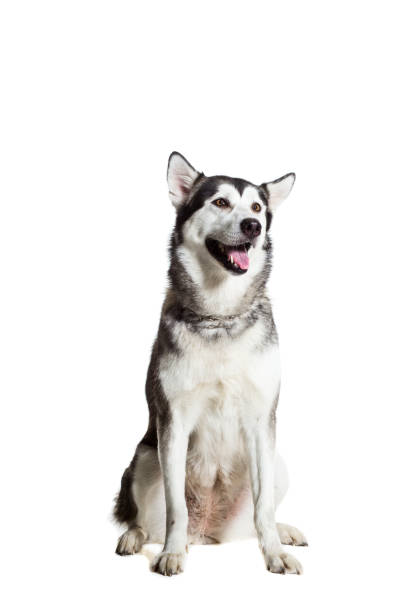 istock Alaskan Malamute sitting in front of the camera, isolated on white 669160384