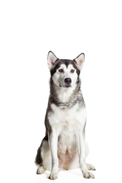istock Alaskan Malamute sitting in front of the camera, isolated on white 669160404