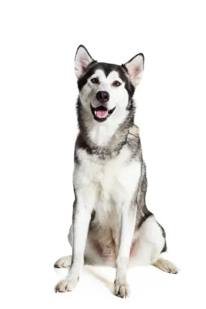 Alaskan Malamute sitting in front of white background. Dog sitting and looking at the camera