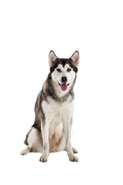 istock Alaskan Malamute sitting in front of white background 669160470