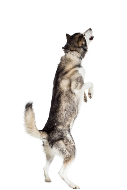 istock Alaskan Malamute sitting in front of white background 669160536