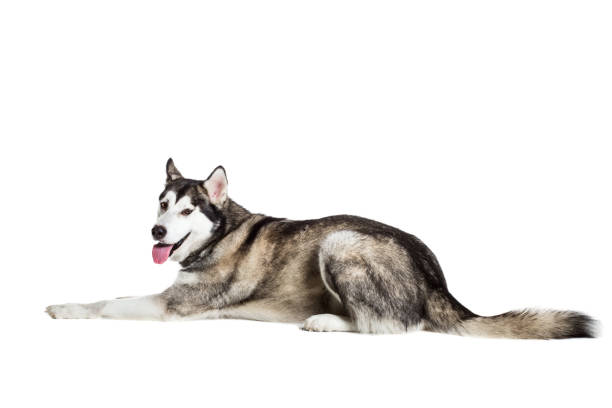 istock Alaskan Malamute sitting in front of white background 669160642