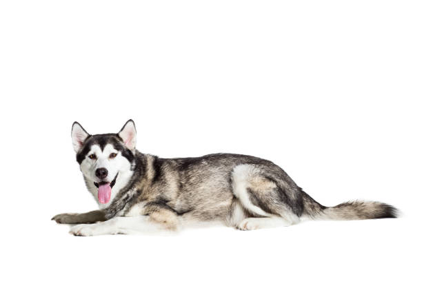 istock Alaskan Malamute sitting in front of white background 669160664