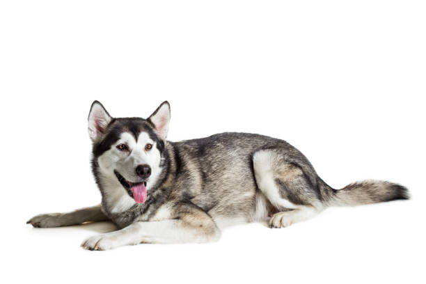 istock Alaskan Malamute sitting in front of white background 669160690