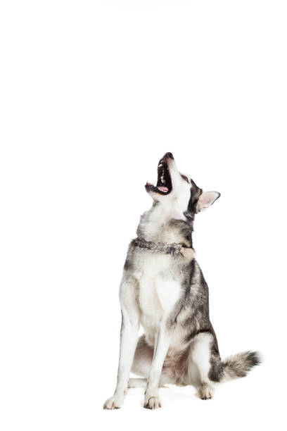 istock Alaskan Malamute sitting in front of white background 669160778