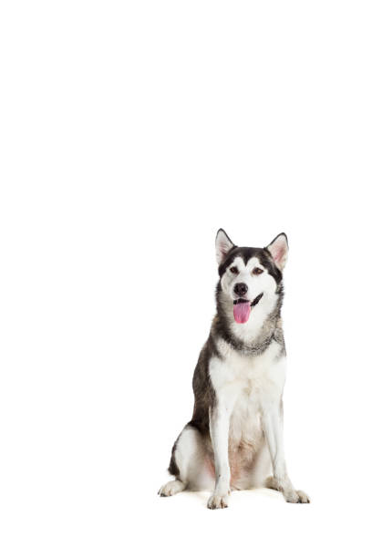 istock Alaskan Malamute sitting in front of white background 669160794