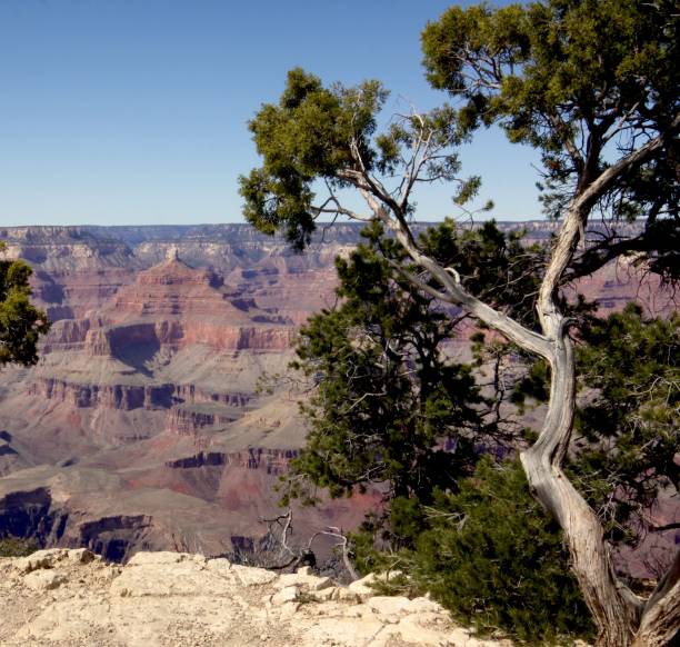 istock Grand Canyon Scene Framed By An Old Tree 669163248