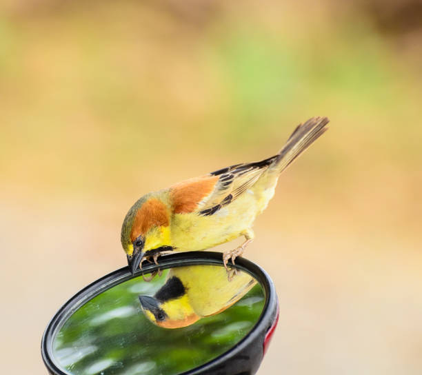 istock Close-up photos of birds 669171912