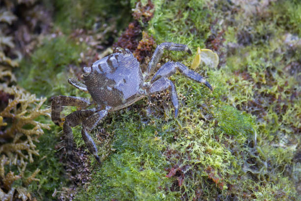 istock European Green Baby Crab 669173192