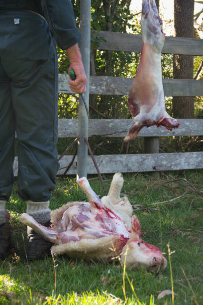 Farmer butchers a sheep carcass. stock photo