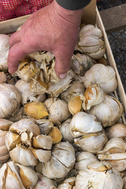 istock Big garlic heads and farmer hand 669183992