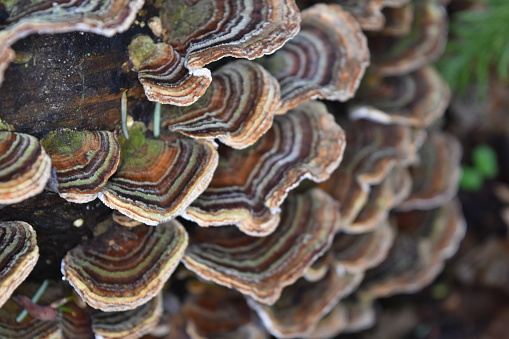 Fungus growing on a dead log in the forest