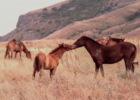 Kissing horses against the background of mountains