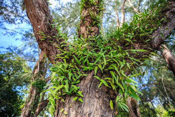istock Green natural background of Camphor trees 669193262