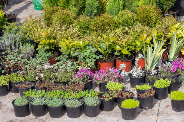 istock garden flower seedlings in plastic pots 3 669193674