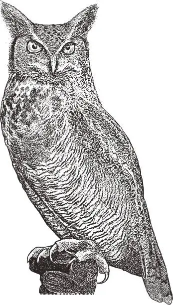 Vector illustration of Great Horned Owl perching
