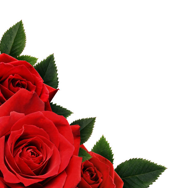 istock Rred rose flowers corne 669194208