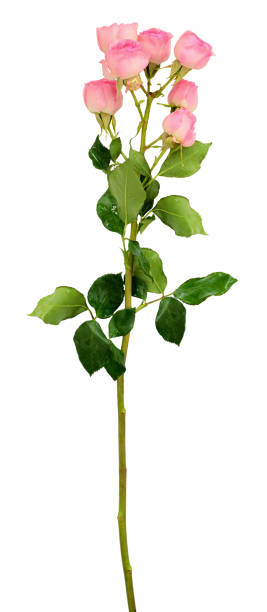 istock Small pink rose flowers branch 669194214