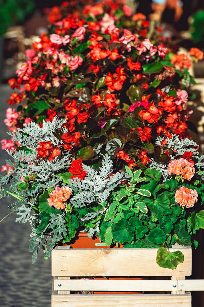 istock outdoor wooden box with different flowers 669196358