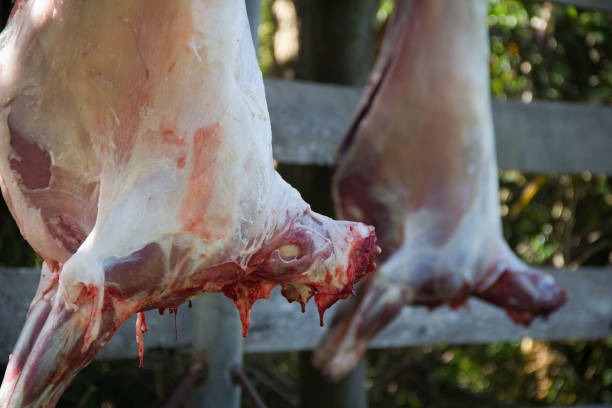 Two lamb carcasses hanging outside on a farm. stock photo