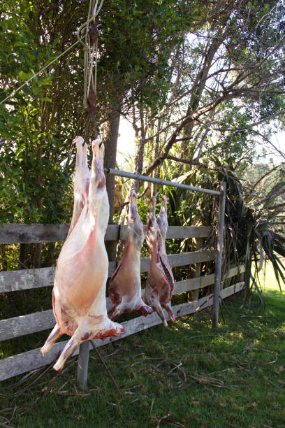 Three lamb carcasses hanging outside on a farm. stock photo