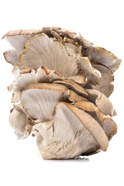istock Mushrooms Oyster mushrooms on a white background 669197524