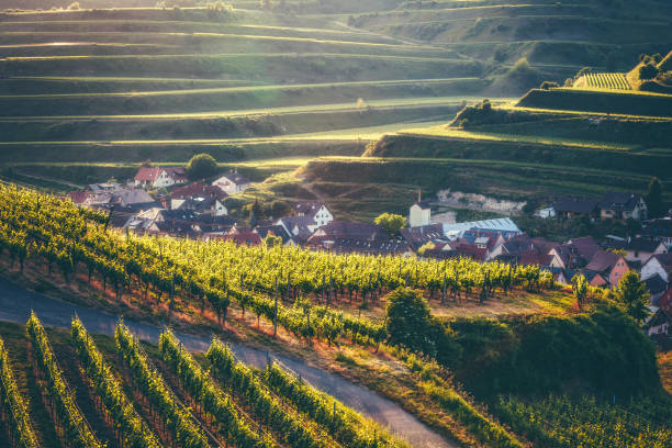 amazing countryside landscape with a historic village, traditional houses and vineyards on terraces. kaiserstuhl, germany, black forest. - black forest imagens e fotografias de stock