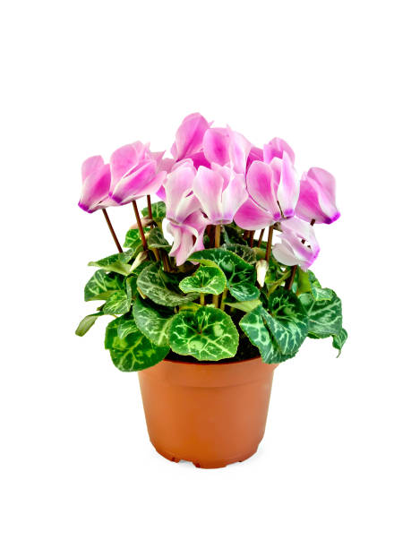 istock Cyclamen pink in pot 669207600