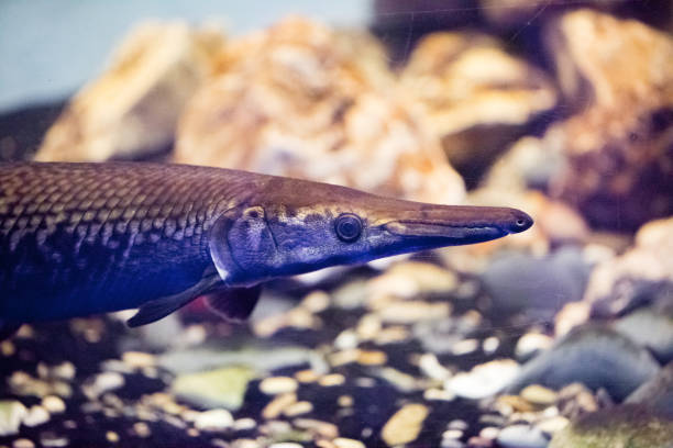 istock Beautiful colorful fish in the aquarium 669217088