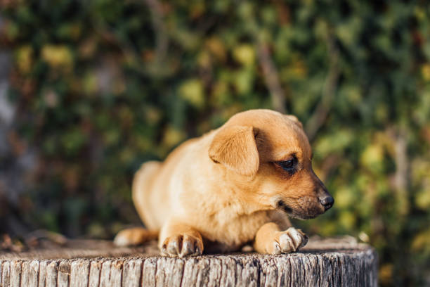 istock Small dog stand on the grass with light on background 669217352