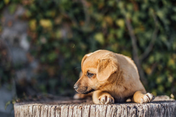 istock Small dog stand on the grass with light on background 669217368