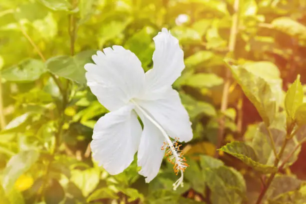 White flower Chinese rose or Hibiscus Rosa sinensis and green leaf