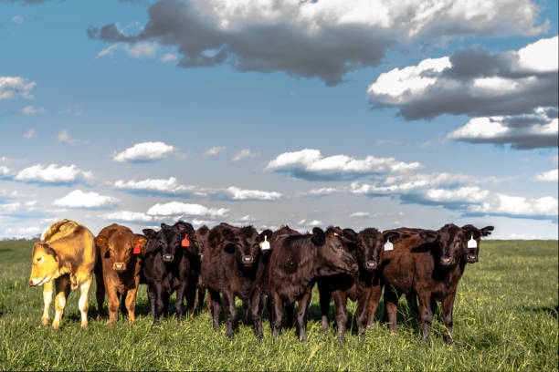 istock Group of heifers in a pasture and blue sky 669220056