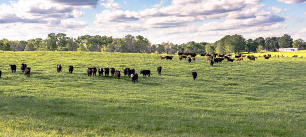 istock Heifers in ryegrass panorama 669220490