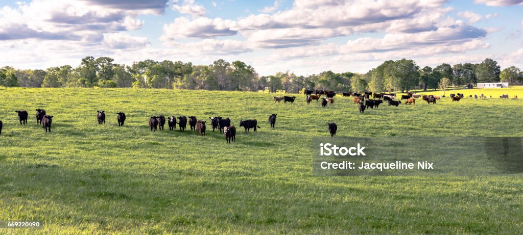 Heifers in ryegrass panorama Panorama of commercial stocker heifers in a lush ryegrass pasture in April in Alabama Cow Stock Photo