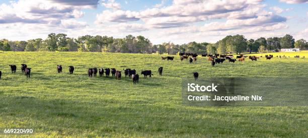 Heifers In Ryegrass Panorama Stock Photo - Download Image Now - Cow, Domestic Cattle, Farm