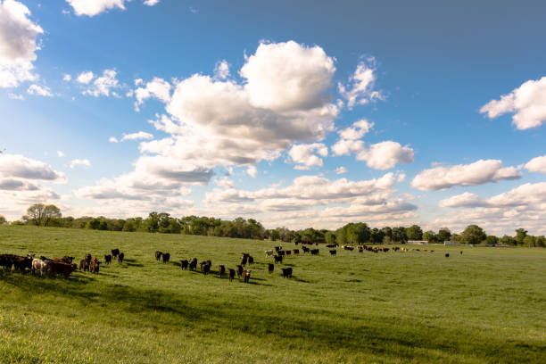 istock Heifers in ryegrass landscape 669220524