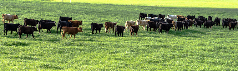 Herd of commercial stocker heifers walking away in a lush green pasture in panorama