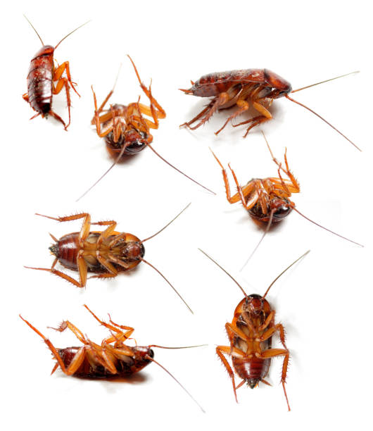 istock Dead cockroaches isolated on white background 669223596