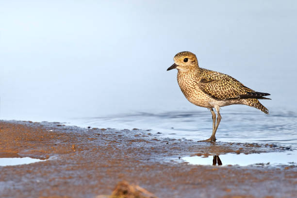 ムナグロ - golden plover ストックフォトと画像