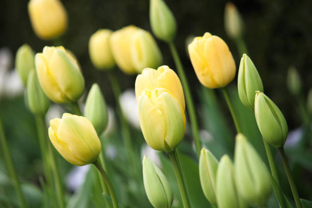 istock Yellow Tulips in the park 669229664