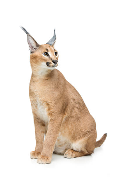 istock Beautiful caracal lynx isolated on white 669229840