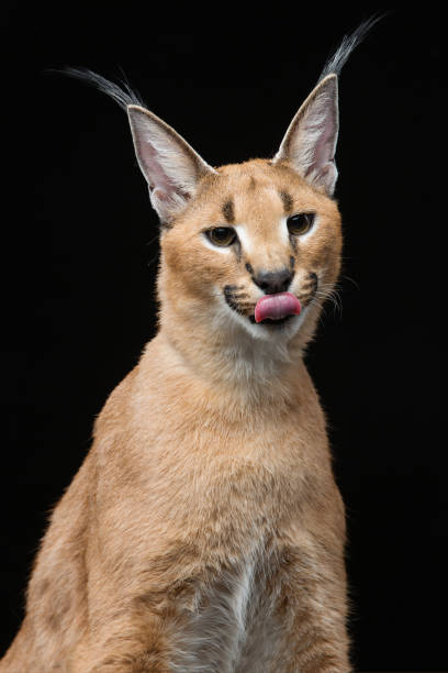 istock Beautiful caracal lynx over black background 669229938