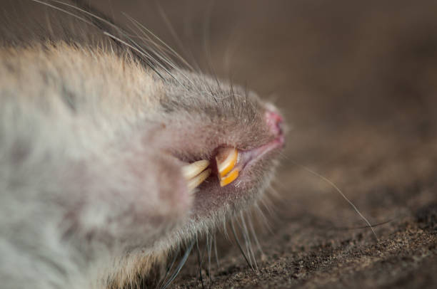 Brown Rat