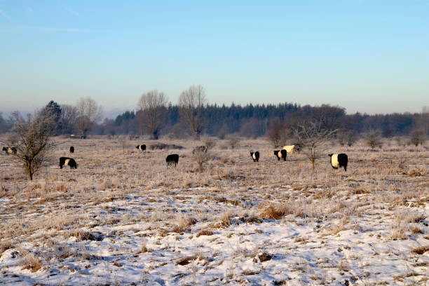 istock Ecology cattle in snowy landscape 669233114