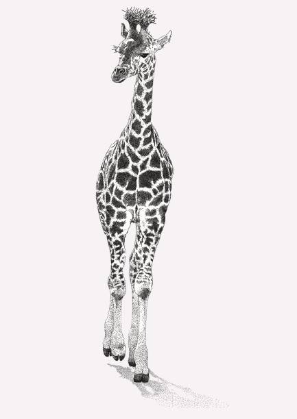 Young Giraffe Vector Stroke illustration. All colours are layered and grouped separately. Easily editable. giraffe calf stock illustrations