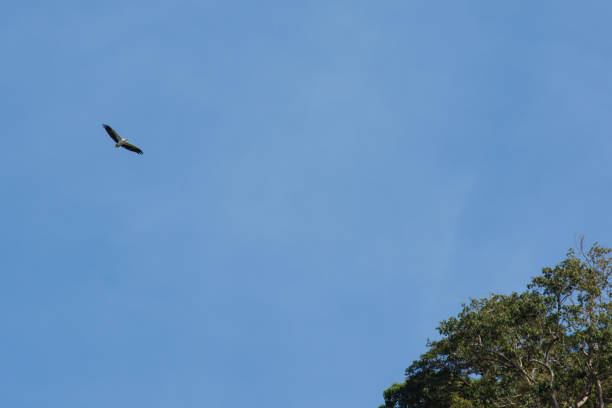 istock White-bellied Sea-Eagle soaring flying high above with wings fully spread 669247042